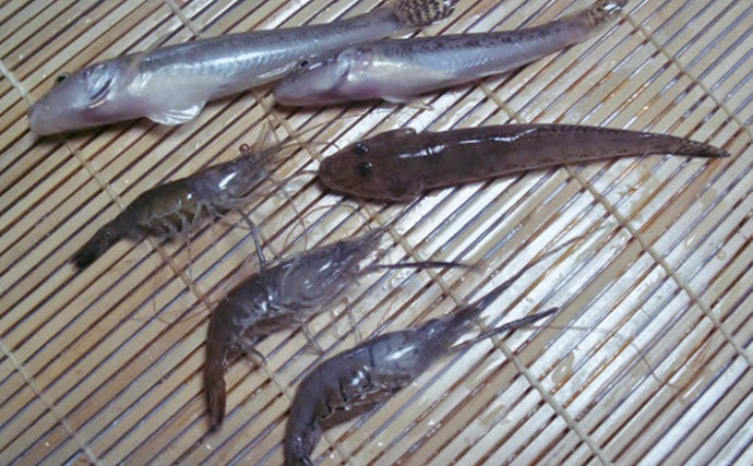 のんびり小物釣りでテナガエビやハゼ類と戯れる 兵庫 武庫川河口 Tsurinews