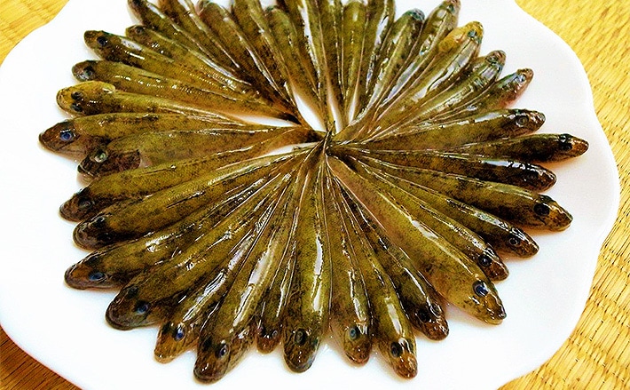 ハゼ釣りで本命40尾 エサは釜揚げシラス【東京・仙台堀川親水公園