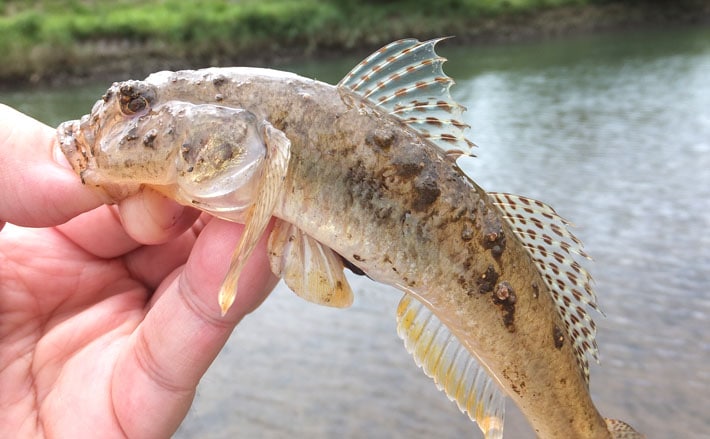 エサで狙うハゼ釣り リアクションで食わせて15cm頭50匹 青野川 Tsurinews
