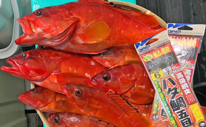 サバの短冊エサで36cm頭にアカハタ10尾！【静岡県・ひろし丸】 | TSURINEWS