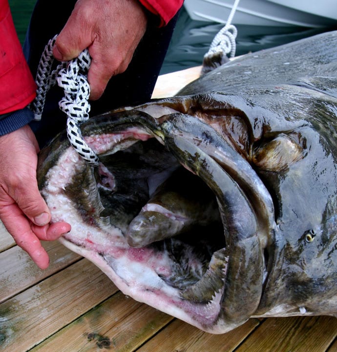 とにかく大きい世界最大記録8魚種 まさかの1 000kg超え登場 Tsurinews