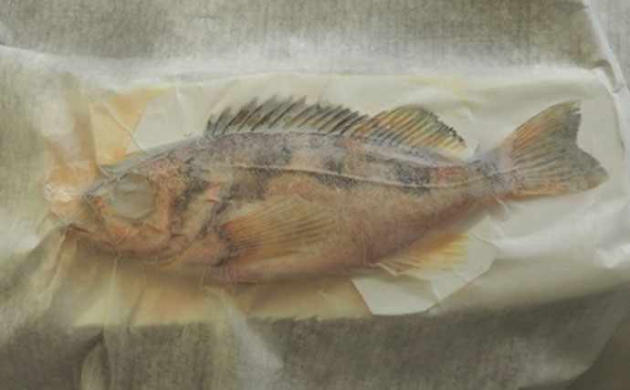 《夏休みオススメ》沖メバルの美術魚拓に初挑戦　自由研究にも最適！