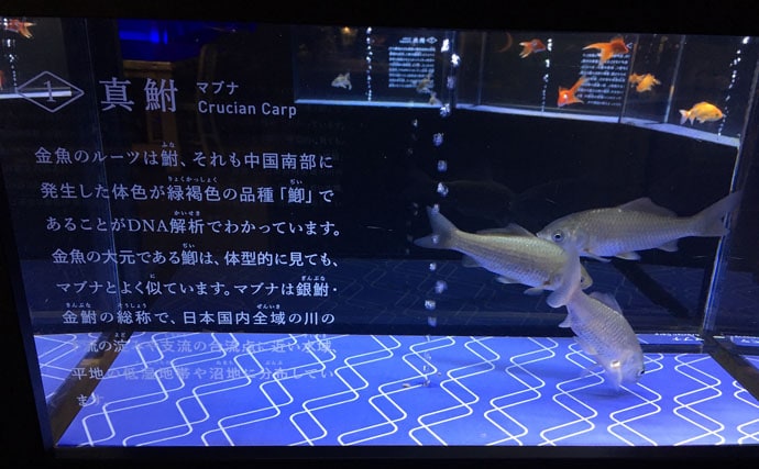 釣り人がついついしてしまう水族館での行動３選　捕食に異常な興味が？