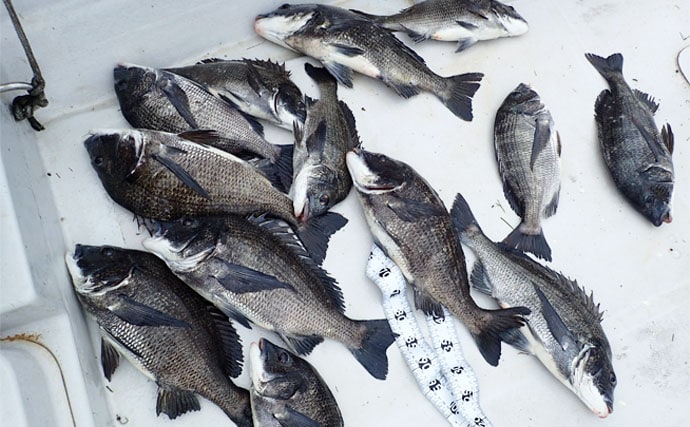 【2019夏】イカダ＆カセからのクロダイかかり釣り徹底攻略　盛期到来