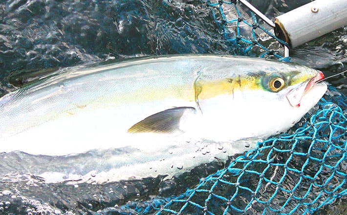 魚釣り 東京湾2019】コマセワラサ釣りキホン解説 トップ10尾の釣果も | TSURINEWS