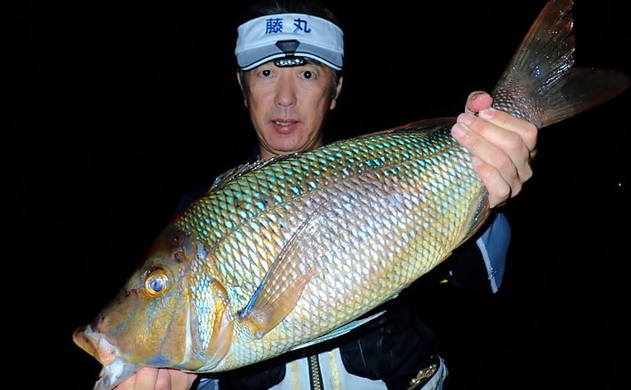 カゴ釣りで4kgタバメ（タマン）にアカハタやシブダイ【鹿児島・上甑島