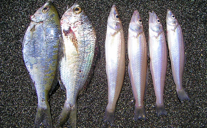 投げキス釣りで21 頭4尾 ハイシーズンはエサ数種を準備 酒匂海岸 Tsurinews
