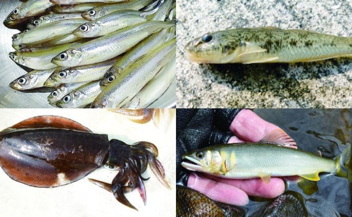 一年で一生を終える代表的な「年魚」４選　サイクル知れば釣果もアップ