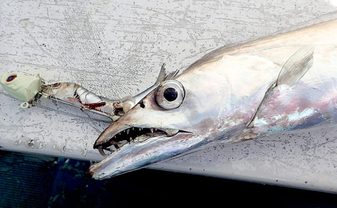 船テンヤタチウオ釣りで一本針が魚に掛かるメカニズム　釣り方別に解説