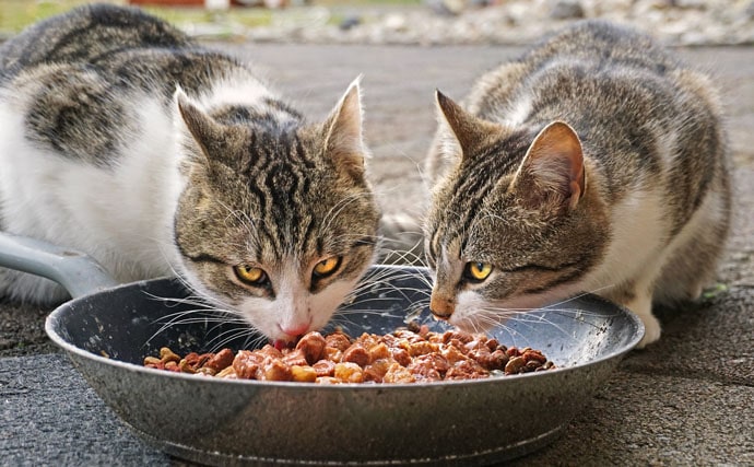「猫＝魚好き」のイメージは日本ならでは　人間の食生活が深く関連