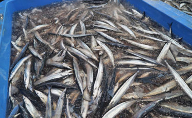 サンマの漁獲量推移と減少傾向の3つの理由　2019年の値段予想は？