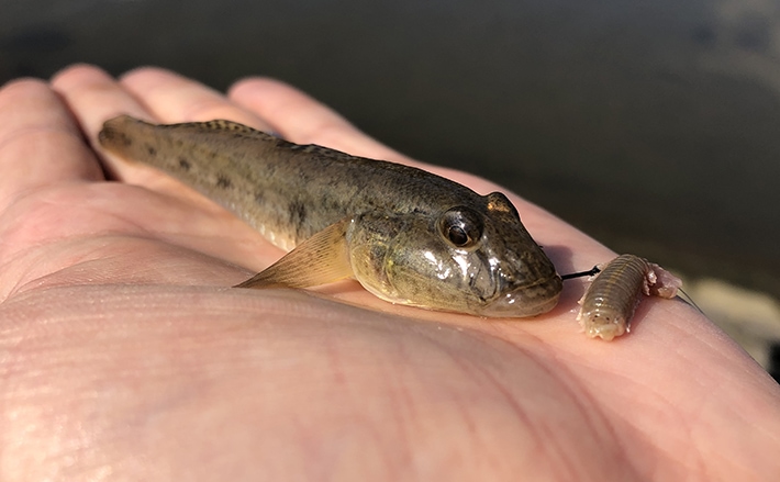 アジングタックル流用で楽しむ晩夏のハゼ釣り 時速10匹 伊佐津川 Tsurinews