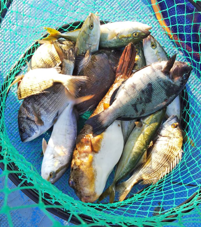 【三重県】イカダ＆カセ釣果速報　60cmクロダイに五目釣りも好調！