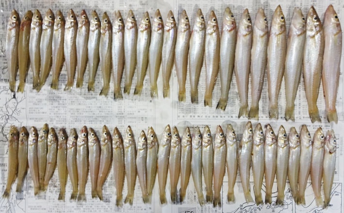 投げキス釣りで本命53尾 まさにキスの宝庫 石川 白尾海水浴場 Tsurinews