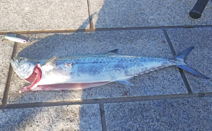 陸っぱりサゴシゲーム４つの釣果アップポイント 初心者にもオススメ Tsurinews