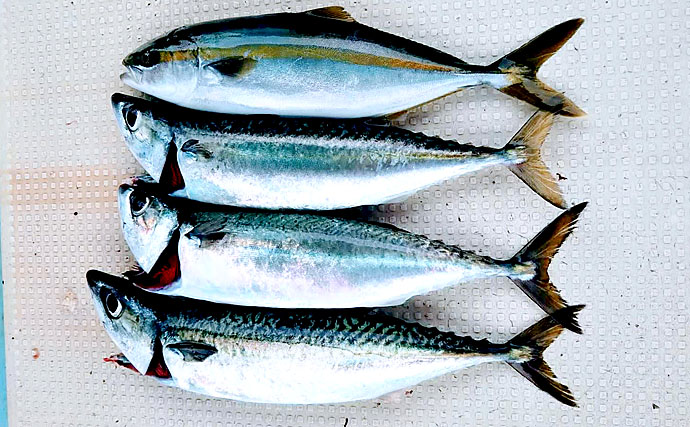 水産会社のプロが教える「おいしい旬魚」の見分け方：『秋サバ』