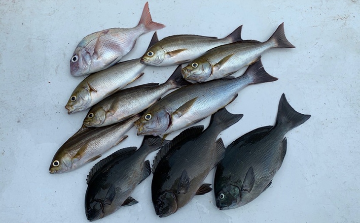 晩夏の磯フカセでイサギが1投1匹 後半はグレの姿も【和歌山・大引