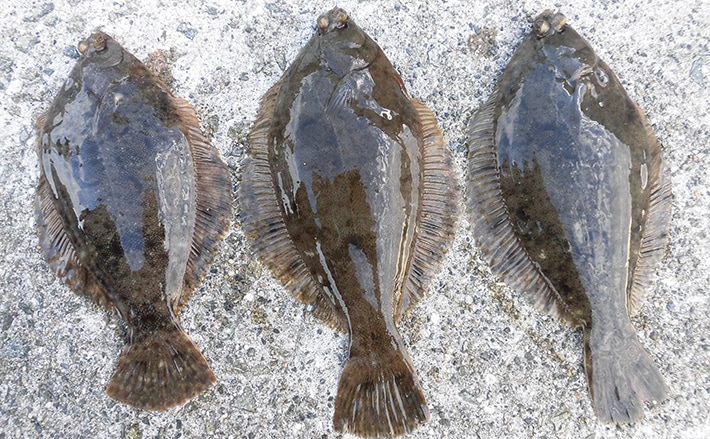 超早場カレイの好釣り場3選 9月でも有望で大型も 兵庫 明石周辺 Tsurinews 超早場カレイの好釣り場3選 9月でも有望で大型も 兵庫 明石周辺 Tsurinews