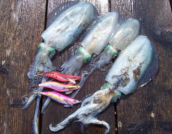 秋のイカダ五目釣りを満喫する方法　グループ釣行にオススメの釣り方５選