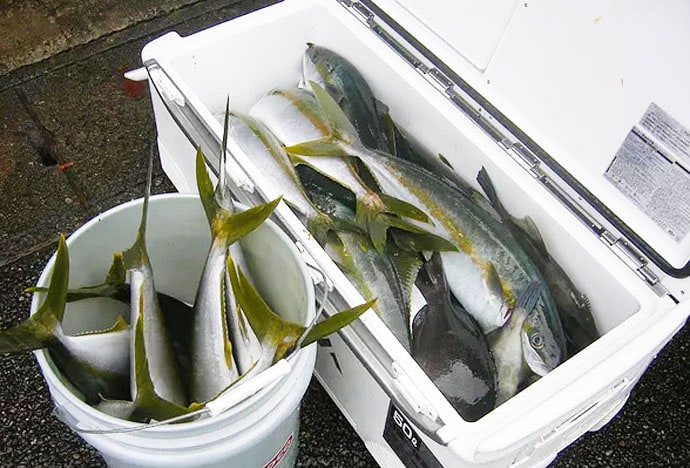 【福井県】沖釣り最新釣果　完全フカセ釣りでヒラマサ54尾など青物好調