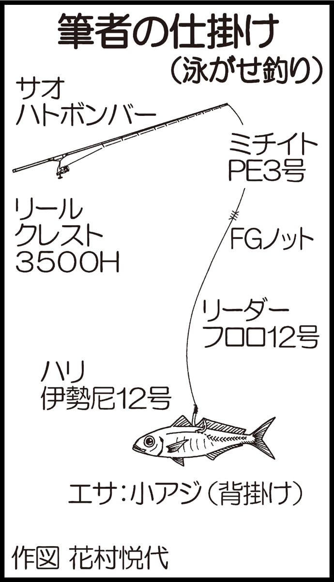 陸っぱりでの泳がせ釣りで60cm級ヒラゴ3尾【脇田海釣り桟橋】