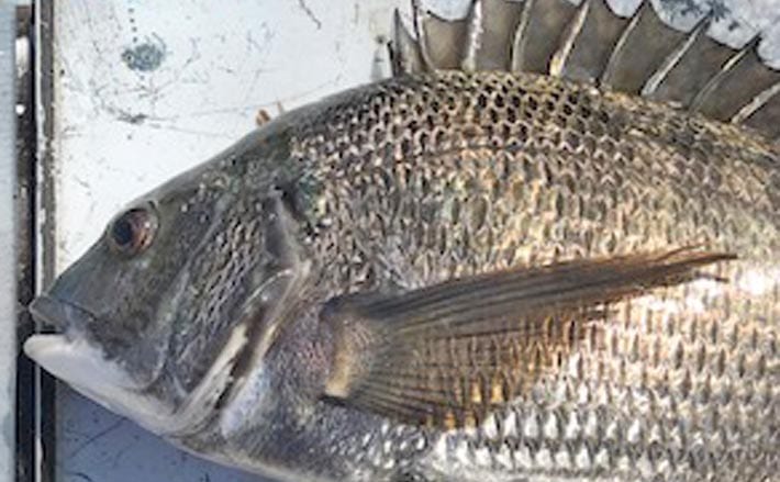 オリジナルメーカー海づり公園で43cm頭にクロダイ2尾 千葉県 Tsurinews