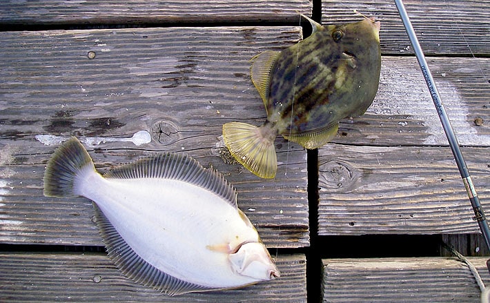 秋のイカダ五目釣りを満喫する方法 グループ釣行にオススメの