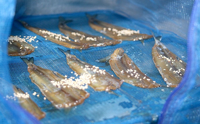 【釣魚レシピ】サヨリの天ぷら＆みりん干し：釣り場で捌く理由とは？