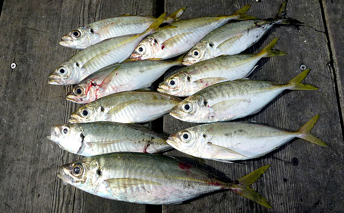 秋のイカダ五目釣りを満喫する方法　グループ釣行にオススメの釣り方５選