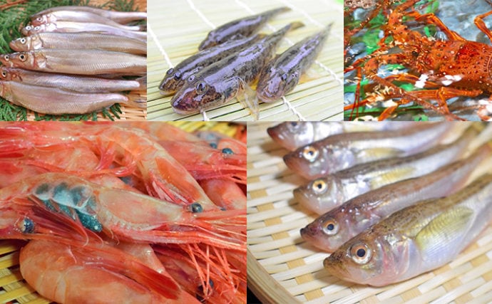 【東日本編】10月が旬の美味しい海の幸5選　ししゃもはお寿司が絶品