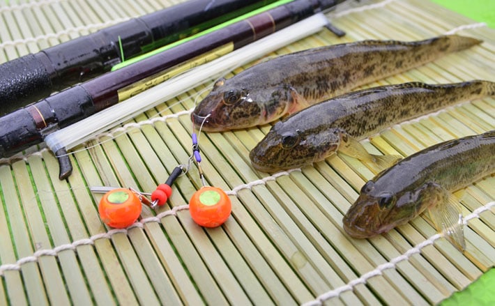 江戸前高級魚『マハゼ』の釣り方 船＆陸っぱりそれぞれのキホンを紹介 | TSURINEWS