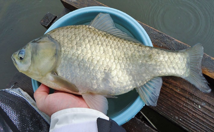 ヘラブナ釣り チョウチンウドンセット のキホンを解説 秋はタナを釣れ Tsurinews