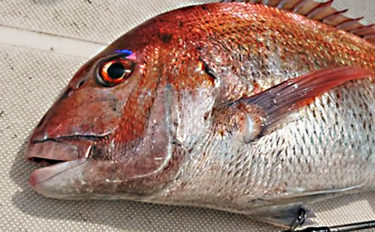 テンヤ釣りで越冬前の『荒食いマダイ』を狙う 50㎝級顔見せ【錦江湾】