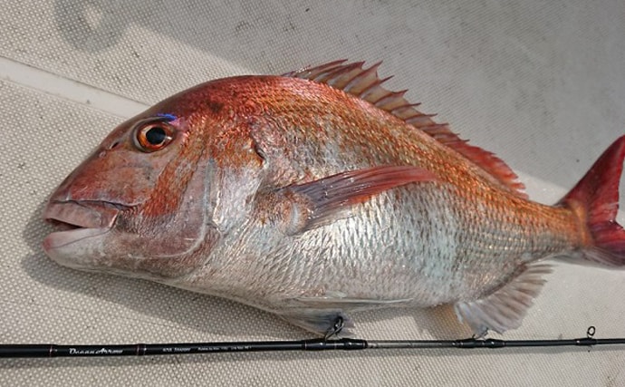 テンヤ釣りで越冬前の『荒食いマダイ』を狙う　50㎝級顔見せ【錦江湾】
