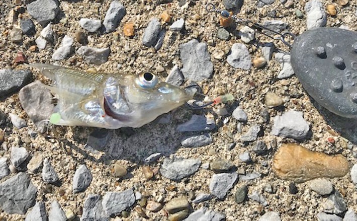 釣ったキスを泳がせて陸っぱりで大物狙い アタリあるも頭だけ回収 Tsurinews