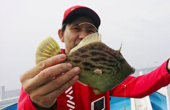 船カワハギ釣行で27cm頭に良型連発　時合いでダブルヒットも【山口】