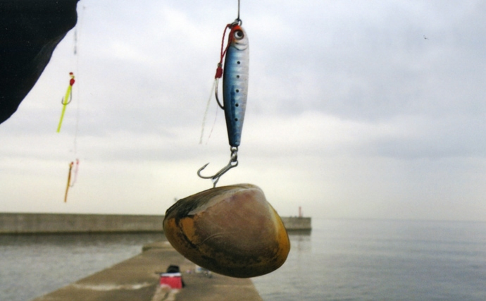 ショアジギで41cmハマチ　青物回遊で釣り場は満員御礼【香良洲漁港】
