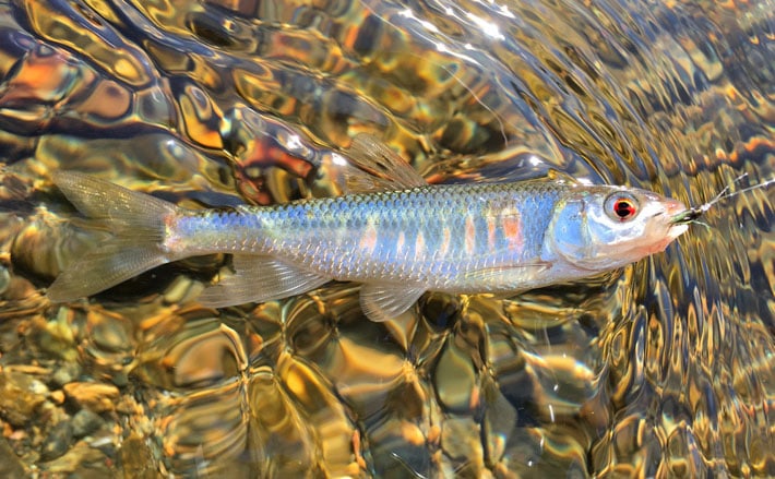 台風被害を受けた都市河川で『オイカワ』を探す 毛鉤に元気よく反応