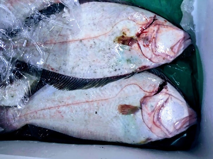 水産会社のプロが教える「おいしい旬魚」の見分け方：『ヒラメ』