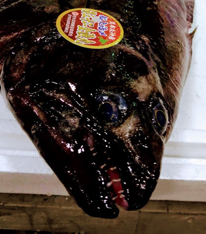 水産会社のプロが教える「おいしい旬魚」の見分け方：『ヒラメ』