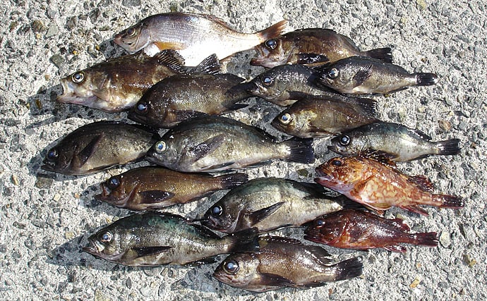 晩秋～冬の最強釣法『波止の穴釣り』攻略法　効率良い釣り方を伝授