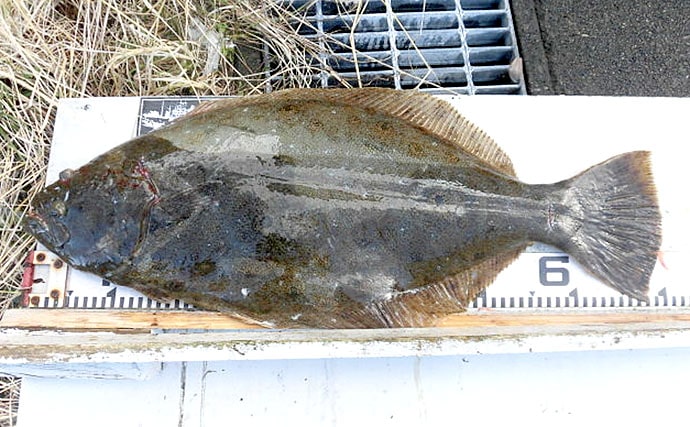 冬の悪天候に強い串本湾内で『ノマセ釣り』のススメ　対象は高級魚揃い