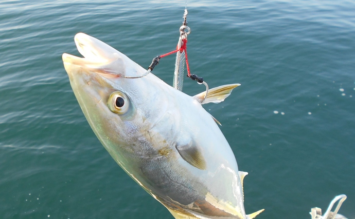 ボートジギングでブリ狙い　活性と釣魚サイズは反比例？【明石沖】