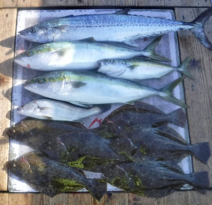 【愛知県】沖釣り最新釣果　SLJでビッグアマダイにワラサ＆ブリ回遊中
