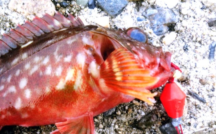 釣り物減る冬は 穴釣り がオススメ 根魚と戯れよう Jfeテトラ帯 Tsurinews