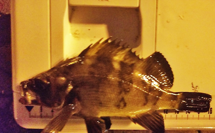 人気釣り場『清水港』　冬にオススメ陸っぱりライトゲーム対象魚種4選