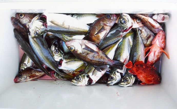 【中部】年末年始オススメ釣りもの：多彩な魚種が釣れるサビキ五目
