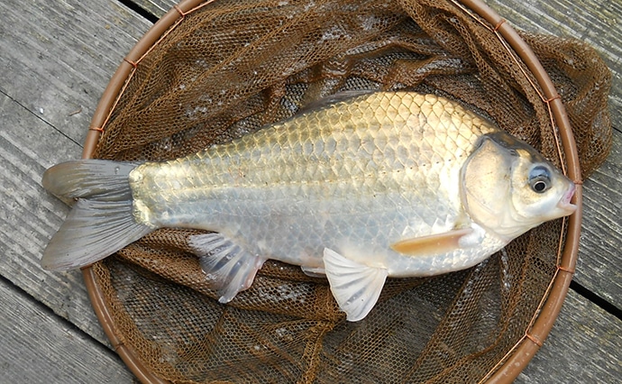 【関西】初釣りオススメ釣り場3選：新ベラ狙いの管理釣り池編