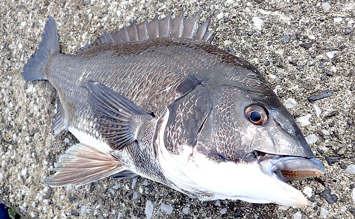 大阪湾最強チヌフリークを決定 19湾チヌカップ チャンピオン戦 Tsurinews