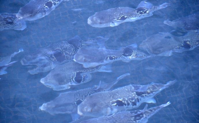 海水魚と淡水魚を一緒に養殖できる『好適環境水』　実験失敗で発見？